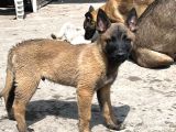 Belçika Malinois Zeka Küpü Yavrular