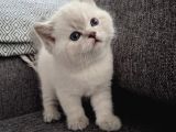 British Shorthair Yavrularımız