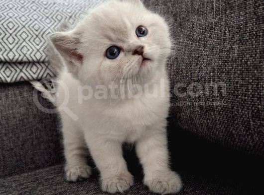 British Shorthair Yavrularımız