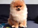 SEVİMLİ YAVRULAR POMERRİAN BOO AYI SURATLI YAVRULAR