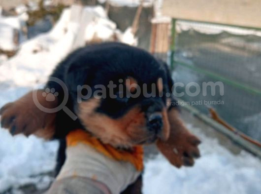 Koca Kafa Rottwei̇ler Yavrular görsel