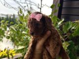 Dişi 50 Günlük Koyu Toy Pooddle