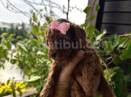 Dişi 50 Günlük Koyu Toy Pooddle görsel