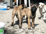 Belçika Malinois Zeka Küpü Yavrular