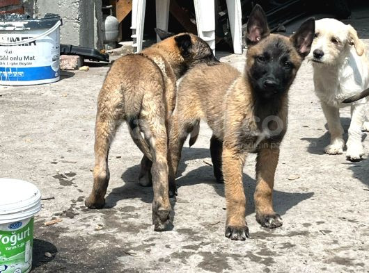 Belçika Malinois Zeka Küpü Yavrular