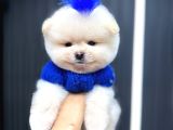 Teacup Ayı Surat Pomeranian Boo Yavrularımız