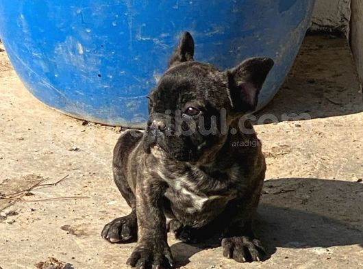 French Bulldog Yavrular görsel