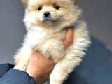 Pomerian boo bebişler
