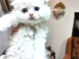 KALİTELİ LONGHAİR BEBEKLER