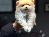 Pomerian Boo Bebişler