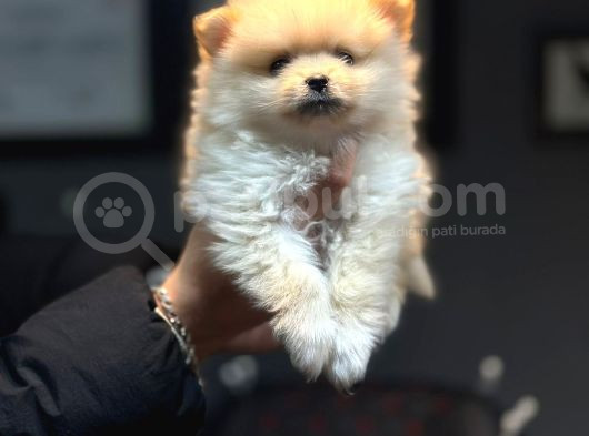 Pomerian Boo Bebişler görsel
