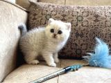 Şecereli Soy Irk Garantili Silver Bebeğimiz