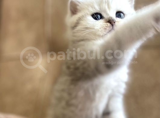 Full Şecereli Anne Babanın Silver Shaded Ns11 Bebeği görsel