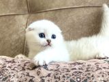 Full şecereli anne babanın Scottish Fold Shorthair Bebeği