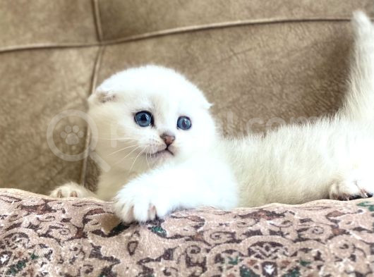 Full Şecereli Anne Babanın Scottish Fold Shorthair Bebeği
