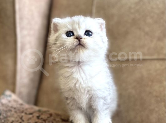 Full Şecereli Anne Babanın Silver Shaded Ns11 Bebeği görsel