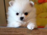 Pomerrian Boo Yavrularımız Sevimli Yavrular