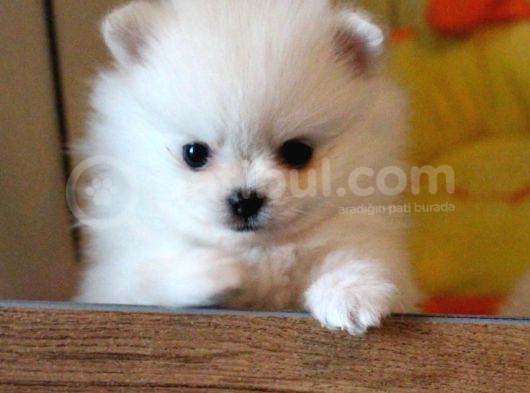 Pomerrian Boo Yavrularımız Sevimli Yavrular görsel