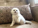 Full Şecereli Anne Babanın Scottish Fold Shorthair Bebeği
