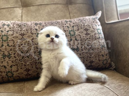 Full Şecereli Anne Babanın Scottish Fold Shorthair Bebeği görsel