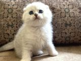 Irk garantili şecereli anne babanın Scottish Fold