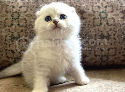 Irk Garantili Şecereli Anne Babanın Scottish Fold