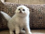 Irk Garantili Şecereli Anne Babanın Scottish Fold