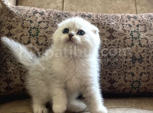 Irk Garantili Şecereli Anne Babanın Scottish Fold görsel