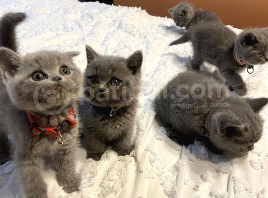 Üst Kali̇te British Shorthai̇r Yavrular görsel