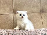 Şecereli Soy Irk Garantili Silver Bebeğimiz