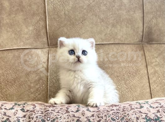 Şecereli Soy Irk Garantili Silver Bebeğimiz görsel