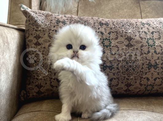 Irk Garantili Scottish Fold Longhair Silver Bebeğimiz görsel