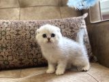 Irk Garantili Şecereli Anne Babanın Scottish Fold