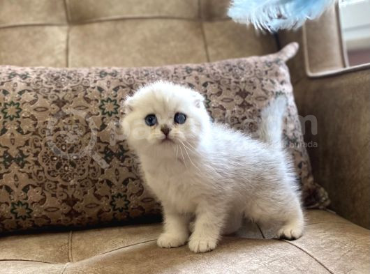 Irk Garantili Şecereli Anne Babanın Scottish Fold görsel