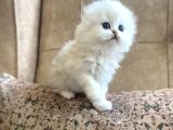 Irk Garantili Scottish Fold Longhair Silver Bebeğimiz
