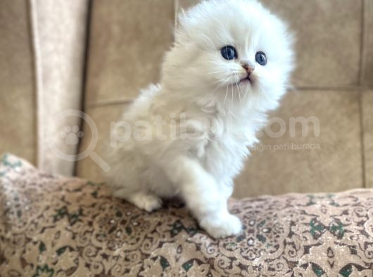 Irk Garantili Scottish Fold Longhair Silver Bebeğimiz görsel