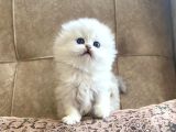 Irk Garantili Scottish Fold Longhair Silver Bebeğimiz