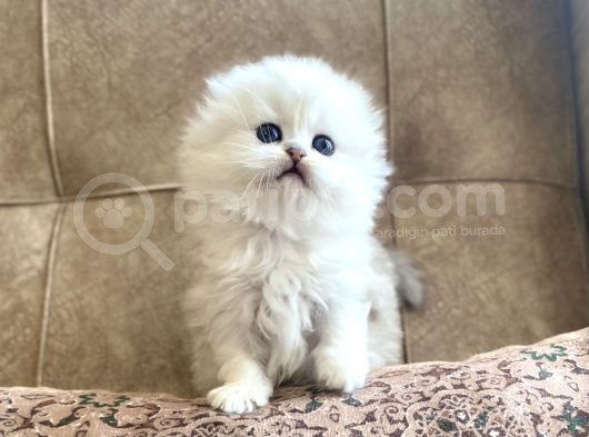 Irk Garantili Scottish Fold Longhair Silver Bebeğimiz görsel