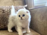 Irk Garantili Şecereli Anne Babanın Scottish Fold