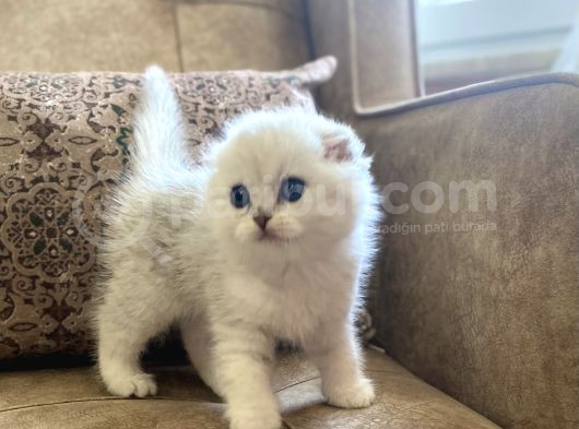 Irk Garantili Şecereli Anne Babanın Scottish Fold görsel