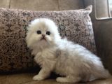 Irk garantili Scottish Fold Longhair silver bebeğimiz