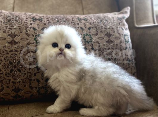 Irk Garantili Scottish Fold Longhair Silver Bebeğimiz