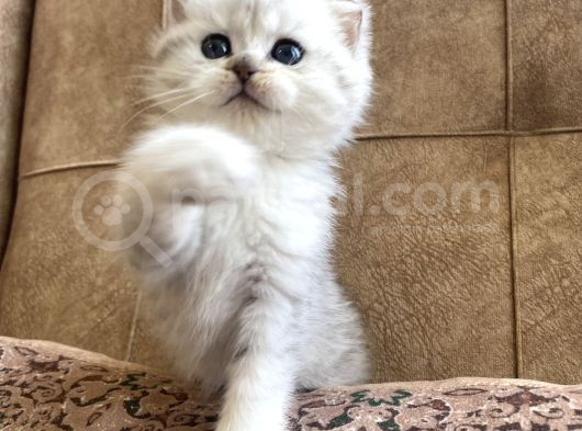 Full Şecereli Anne Babanın Silver Shaded Ns11 Bebeği görsel
