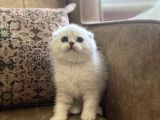 Irk Garantili Şecereli Anne Babanın Scottish Fold