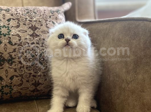 Irk Garantili Şecereli Anne Babanın Scottish Fold görsel