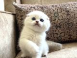 Full Şecereli Anne Babanın Scottish Fold Shorthair Bebeği