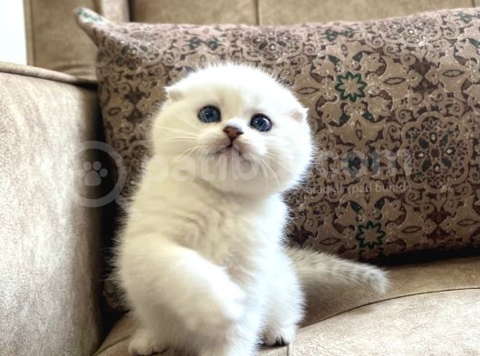 Full Şecereli Anne Babanın Scottish Fold Shorthair Bebeği görsel