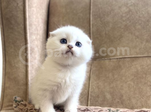 Full Şecereli Anne Babanın Scottish Fold Shorthair Bebeği görsel