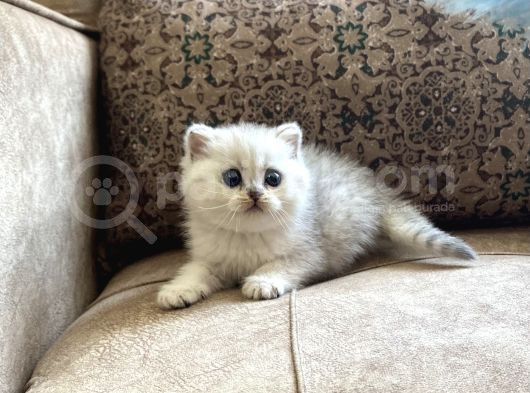 Şecereli Soy Irk Garantili Silver Bebeğimiz görsel