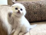 Full Şecereli Anne Babanın Scottish Fold Shorthair Bebeği